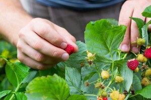 Sektor malinarstva u BiH pred kolapsom, svakodnevno propadaju tone malina!
