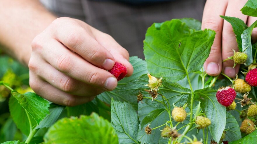 Sektor malinarstva u BiH pred kolapsom, svakodnevno propadaju tone malina!