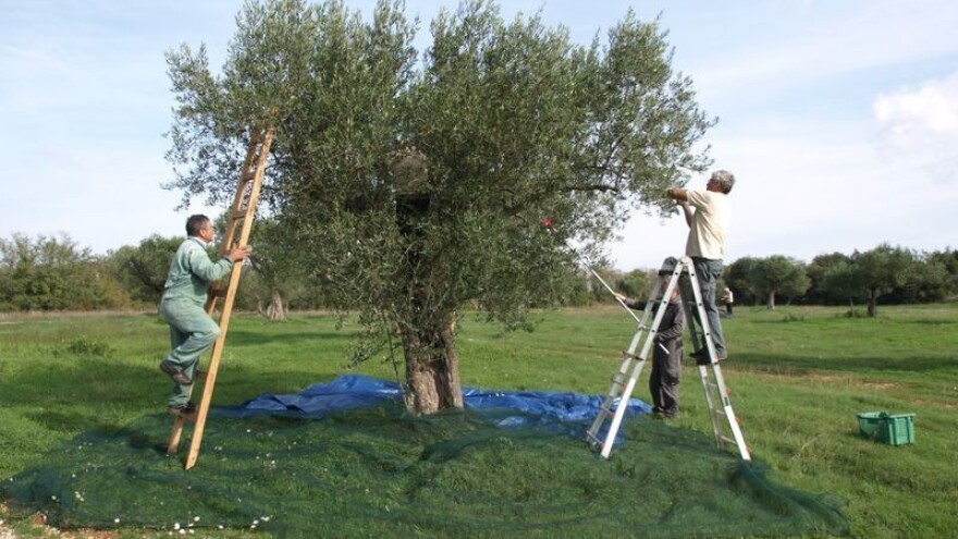 Maslinarska godina oko Zadra lošija od prosječne