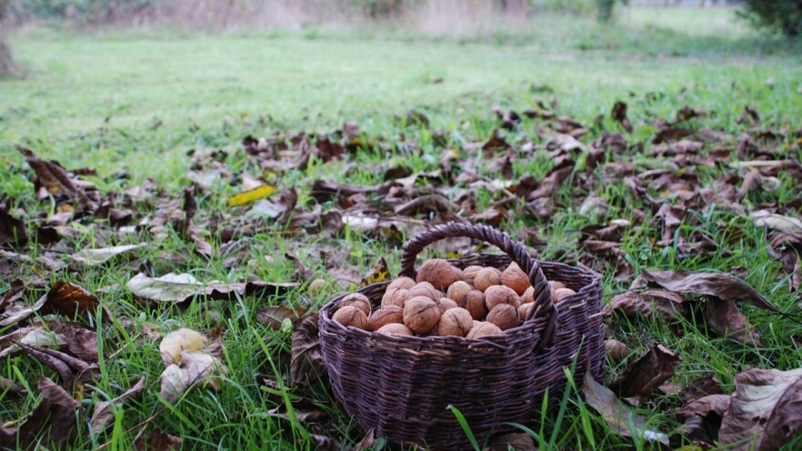 Žena (65) brala orahe, pala sa stabla i poginula
