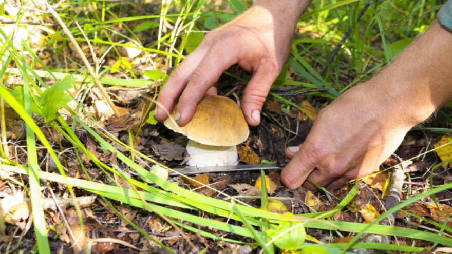 Berba pečuraka u kraljevačkom kraju