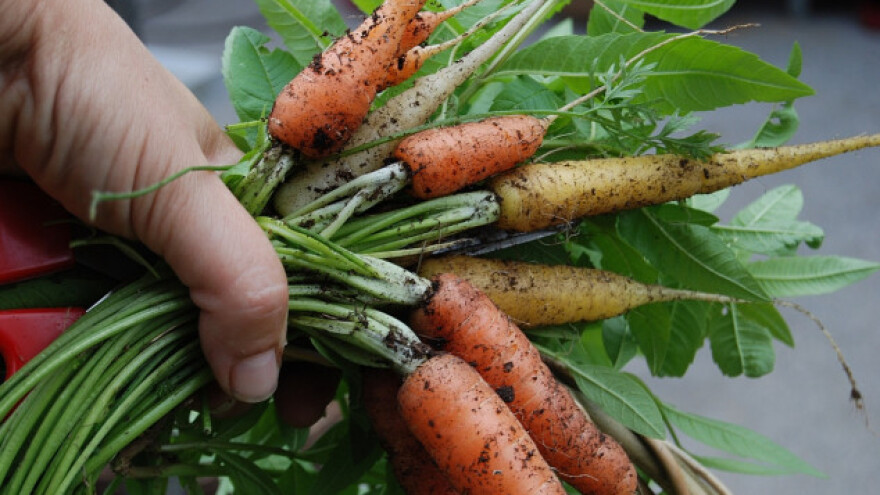 Izgubljenu burmu pronašao na mrkvi