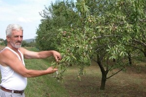 Voćari Zagore se okreću uzgoju bajama