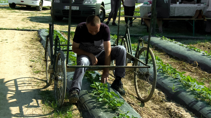 Jagoda kao izvor sigurnih prihoda