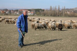 Posao vozača zamijenio ovčjim stadom!
