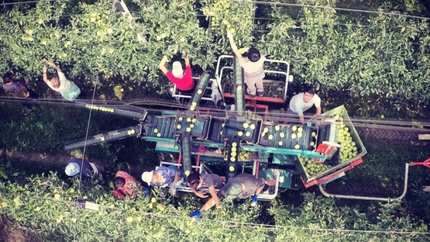 Voćarska proizvodnja postala je robija?