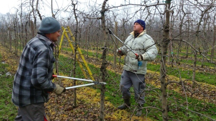 Suzbiti prezimljujuću populaciju štetnika