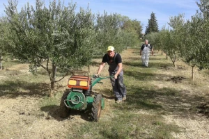 Podigli maslinik 300 kilometara od prebivališta