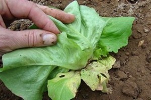 Novi patotipovi uzročnika plamenjače salate