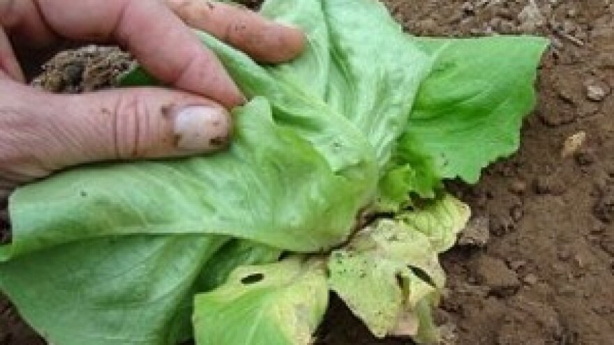 Novi patotipovi uzročnika plamenjače salate