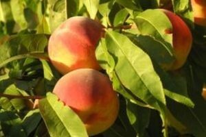 Ponovite zaštitu breskve i nektarine