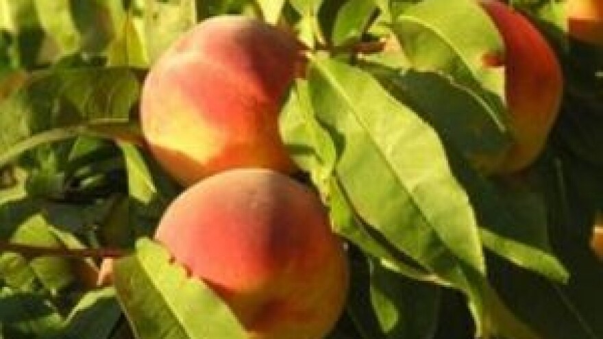 Ponovite zaštitu breskve i nektarine