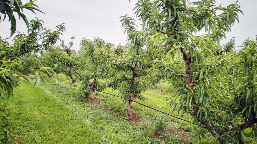 Pepelnica breskve: Širenju zaraze doprinose i nove sorte?
