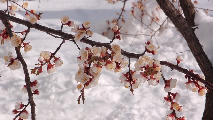 Mraz u ravnici obrao kajsiju