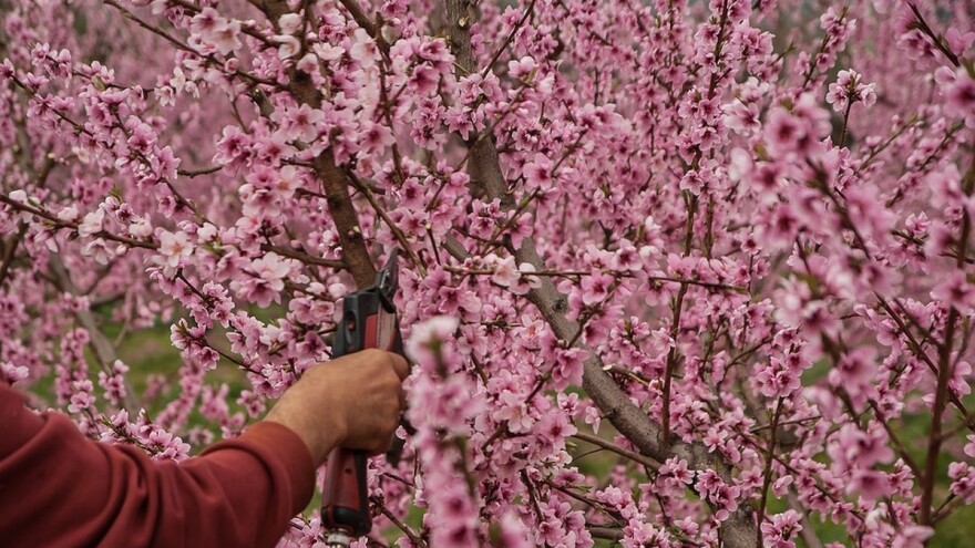 Izračunajte sa koliko plodova da opteretite breskvu