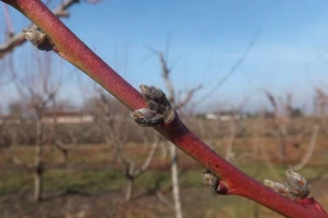 Prolećno "plavo" tretiranje koštičavog voća