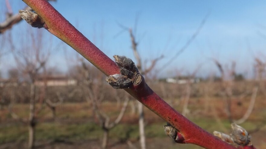 Prolećno "plavo" tretiranje koštičavog voća