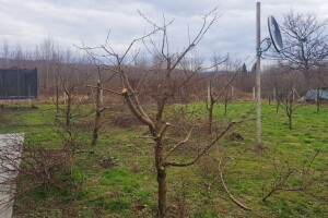 Rezidba breskve: Ostavite do 45 rodnih grančica po stablu