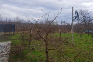 Rezidba breskve: Ostavite do 45 rodnih grančica po stablu