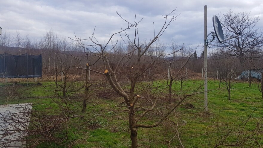 Rezidba breskve: Ostavite do 45 rodnih grančica po stablu