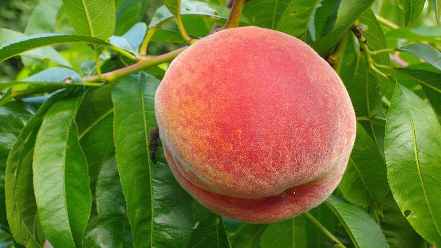 Imate viška bresaka? Napravite breskovaču