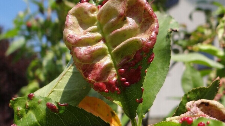 Spriječite na vrijeme kovrdžavost lista breskve i nektarine