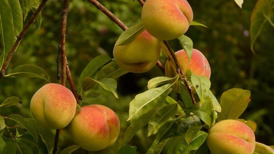 Breskvin trips - štetočina koja je sve aktuelnija