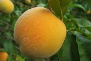 Zaštitite koštićavo voće prije kretanja vegetacije