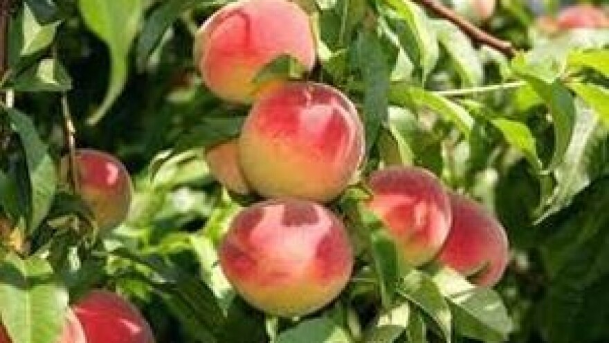 Zaštitite voćke od kovrčavosti lista