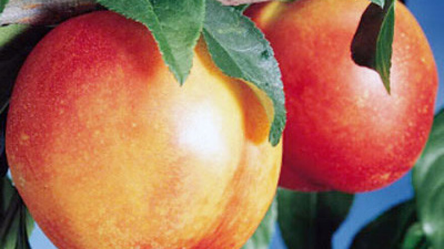 Razočarani poljoprivrednici