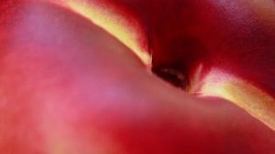 Zaštita voćaka protiv zaraze