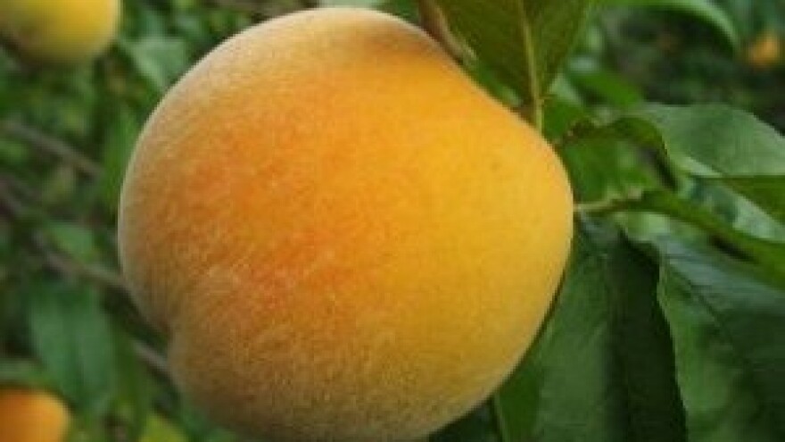 Provjerite nasade koštićavog voća