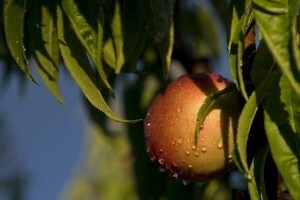 Zaštita breskve na početku vegetacije
