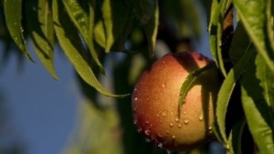 Zaštita breskve na početku vegetacije