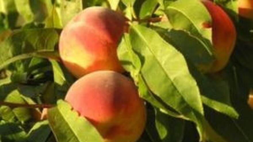 Zaštitite koštićavo voće od kovrčavosti lista