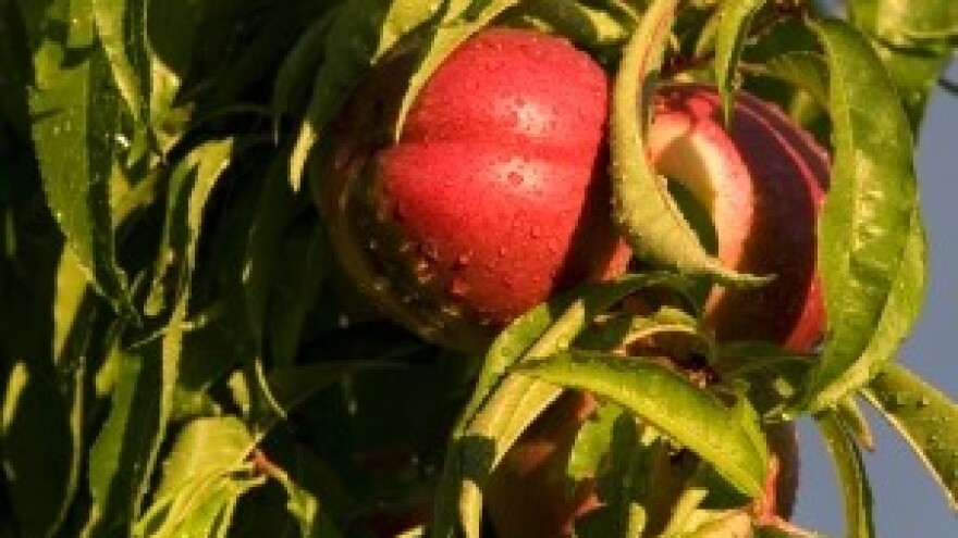 Preduhitrite kovrčavost lista breskve