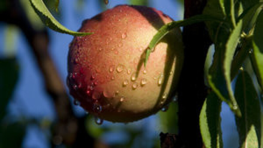 Mjere u zaštiti voćaka