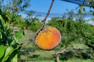 Slab rod breskve - i smeđa trulež plodova uzima danak!