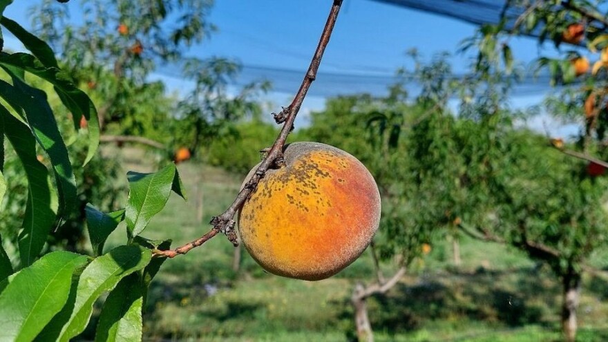 Slab rod breskve - i smeđa trulež plodova uzima danak!