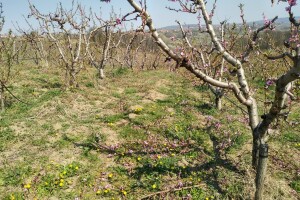 Bor potreban voću za razvoj cvjetova, a cink za rast