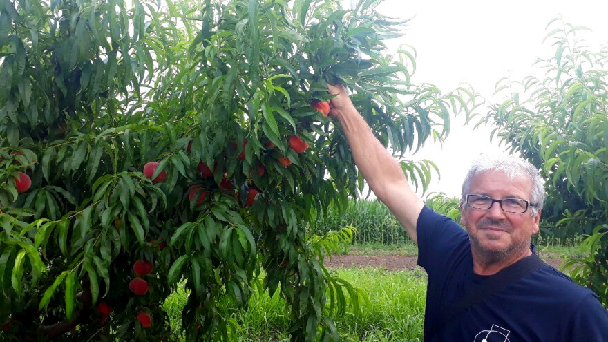 Breskve: Odlični prinosi bez sistema za navodnjavanje?