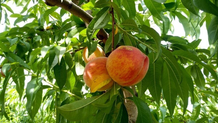 Zabranjen uvoz breskvi iz Turske zbog povećanog sadržaja pesticida