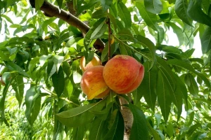Breskva loše rodila u ravnici, najbolji prinosi u okolini Beograda