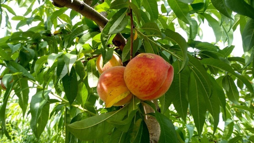 Breskva loše rodila u ravnici, najbolji prinosi u okolini Beograda