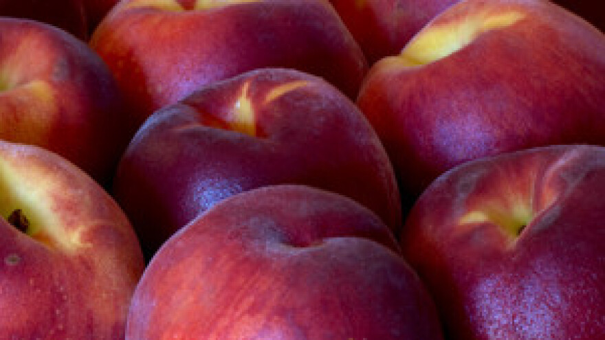 Palež cvijeta i izboja koštičavog voća