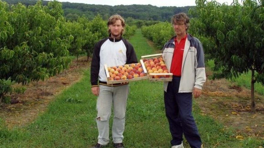 Obavite zaštitu koštićavog voća