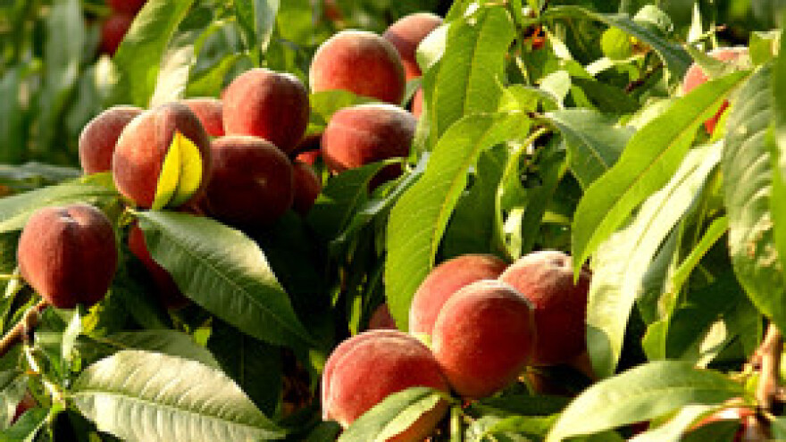 Ravnokotarski voćari u škarama EU subvencija