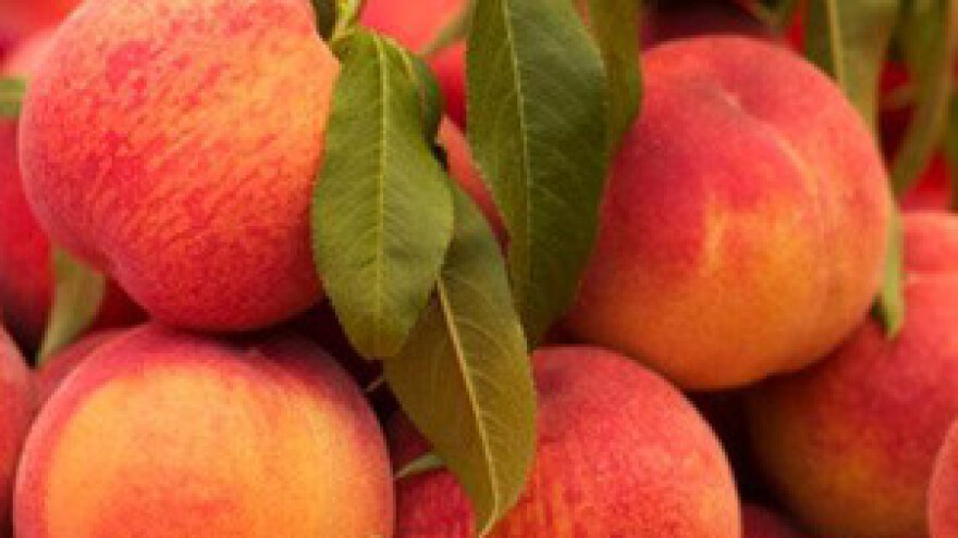 Breske pobrane, stižu jabuke!