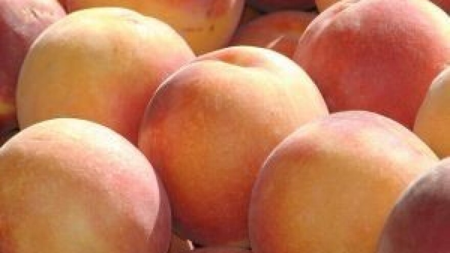 Zaštita breskve i nektarine