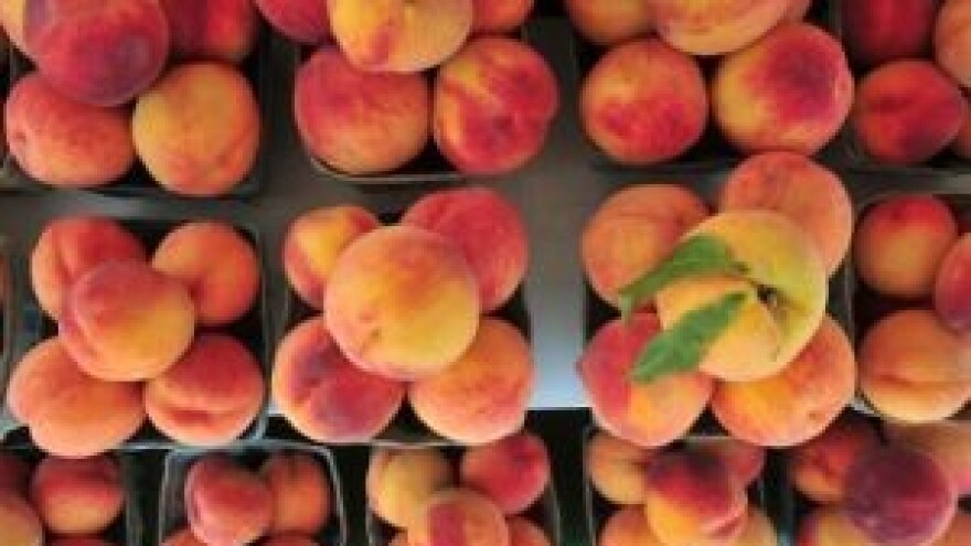 Zaštitite voćke od kovrčavosti lista